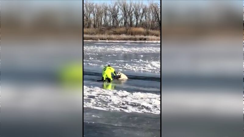 German Rescue Summer German sheperds rescued from icy river