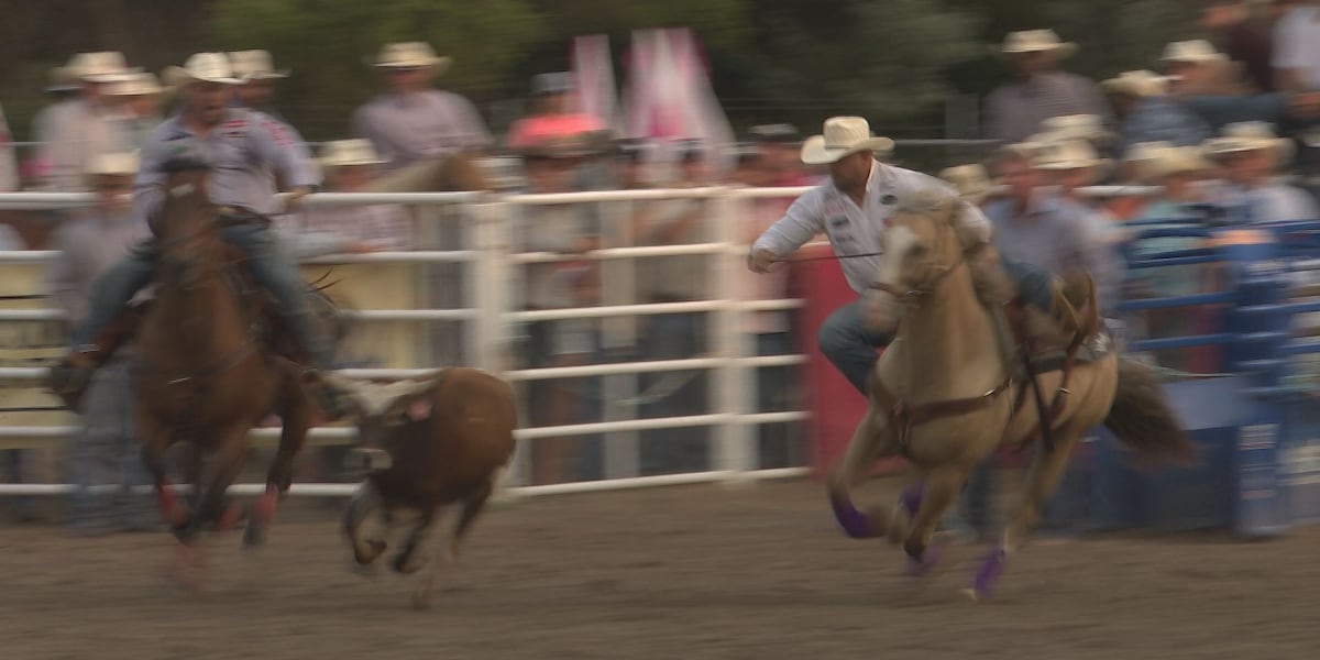 Beefalo Rodeo Buffalo Bill Rodeo gets underway on Wednesday evening