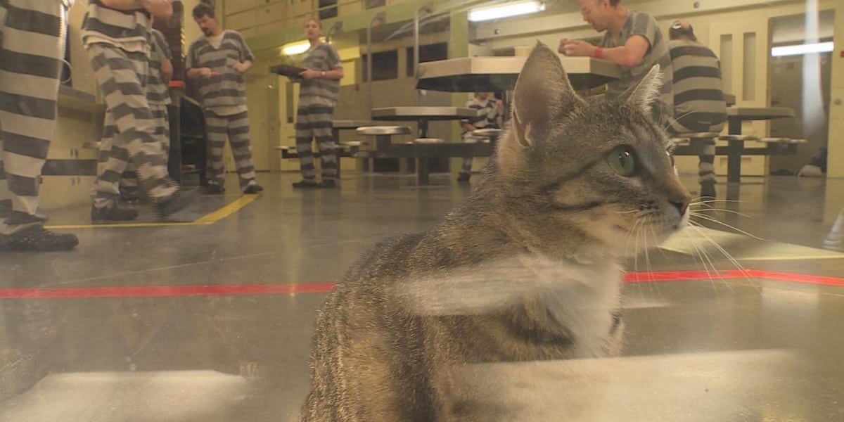 Program offers emotional support cats to inmates