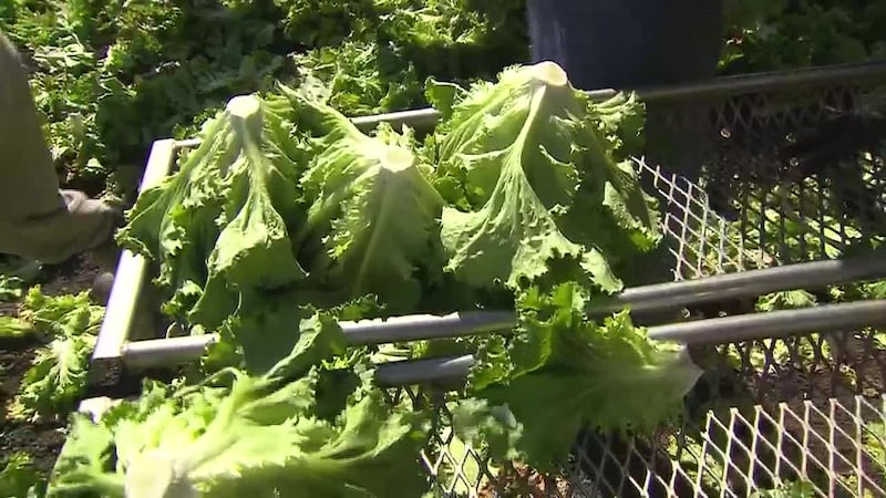 Infections from the diarrhea-causing parasite cyclospora are surging, with 2026 already the...