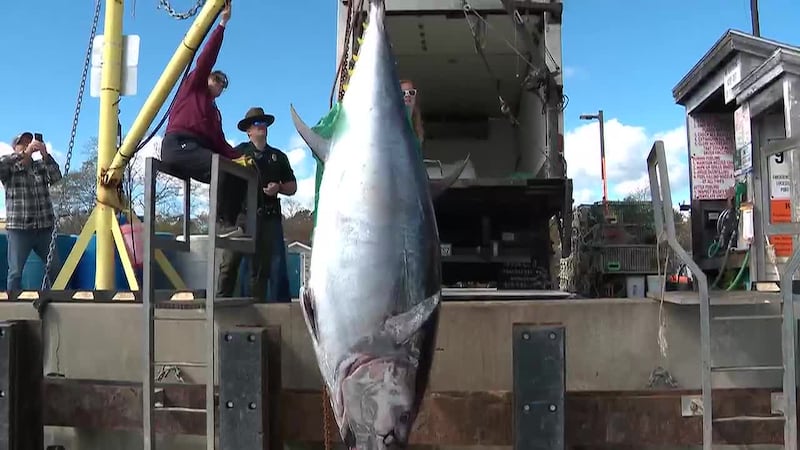 A charter fishing trip produced a new state record for the largest bluefin tuna caught in New...