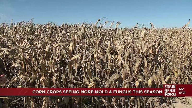 Farmers across central Nebraska are battling mold and fungus on corn crops this season